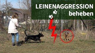 Leinenaggression ► Wie du Leinenaggression beheben kannst ► Praxisvideo