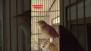 Burung Branjangan Full isian Gacor