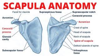 Scapula Anatomy