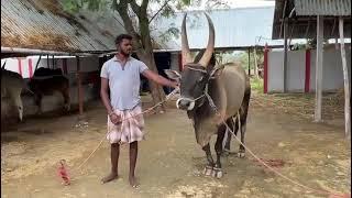 Singaravelan - The most Famous Kangeyam Bull