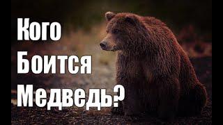 КОГО БОИТСЯ МЕДВЕДЬ?