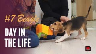 Смешные щенки Бигля #7 | Funny Beagle Puppies