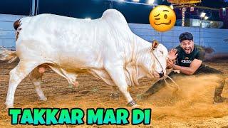 ITNY KHATRNAAK JANWAR NE TAKKAR MAR DI| QURBANI VLOG | BAKRA EID 2023|