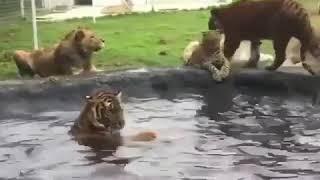 Video lucu Harimau mandi