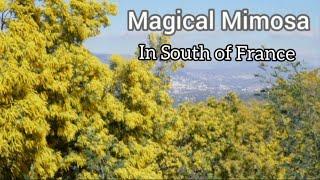 #40. Magical Mimosa in South of France #provence #southoffrance