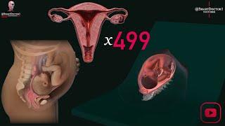 10 Amazing Information About the Uterus 