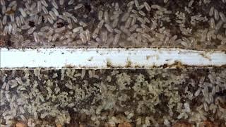 Tetramorium bicarinatum - Nest & Brood