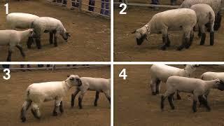 4-H Lamb Judging: Example 2- Breeding Ewes