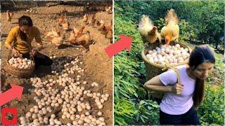 Luar Biasa Peternakan Ayam petelur | Wanita cantik panen banyak telur