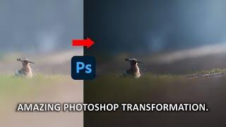 My Photoshop Secrets | Wildlife Photography editing in Photoshop | Bird Photo Post-Processing |