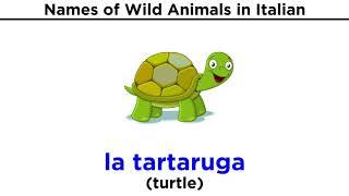 Italian Vocabulary: Wild Animals