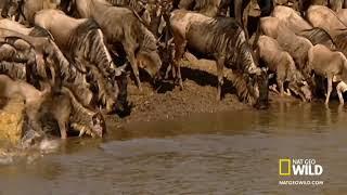 Crocodile vs Wildebeests: Nile Crocodiles hunting Migrating Wildebeests