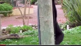 Perfectly cut siamang screams #3