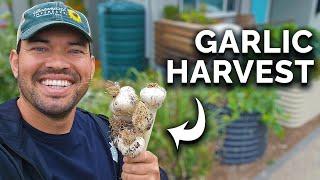 Harvesting & Curing This Year's Garlic! 