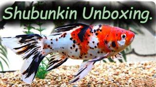 Shubunkin Goldfish unboxing, They're here!