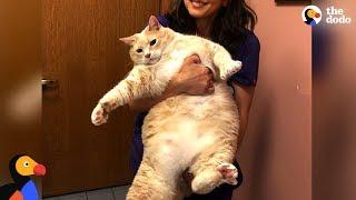 Overweight Shelter Cat Slims Down - BRONSON | The Dodo