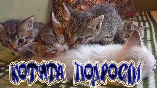 KITTENS HAVE GROWN. KITTENS GAMES. FUNNY AND CUTE KITTENS