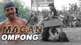 MACAN OMPONG TUMBANGKAN GADING PERINE | PERESEAN LOMBOK 2020