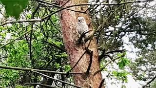 A quick search and I found the tawny owl chick