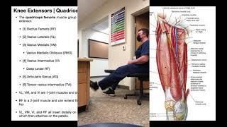 The Thigh | Muscles of the Anterior Compartment [Quadriceps]