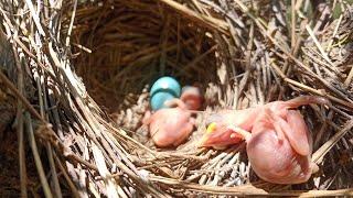 Day 2"Nest of Noise: Common Babbler Bird Babies