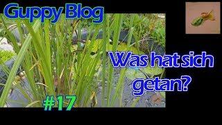 Guppy Blog Folge #17 | Was hat sich getan? | Guppys vom Aquarium bis Teich 2017