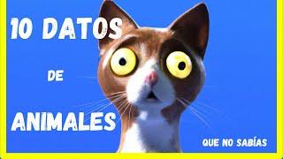 10 Datos INCREÍBLES sobre ANIMALES GENIALES Y RAROS que no creerás son REALES/CuriosidadesAsombrosas