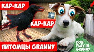 Long Story Short ► DOG PLAYING IN GRANNY ► PETS GRANNY ►RAVEN