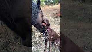 Dog meets a horse friend!