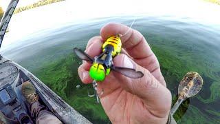 Stinging Bass With A Wasp Lure!