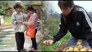 saying goodbye to pregnant mothers and harvesting potatoes to sell | daily life