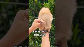 Quality Pomeranian puppies available in Kerala cheap price # vichu poochakkal