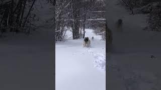 Kangal vs Wolf