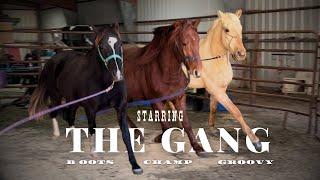 WATCH THEM MOVE!!! Evaluating Our 3 Year Old Horses - Who Is The Best?