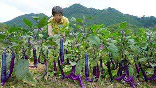 条条紫茄挂满枝，阿嬷做茄子米花酥咸蛋擂茄子，是甜品也是下饭菜|eggplant【闽湖阿嬷Fujian Grandma】