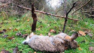 How to Snare Rabbits and Hares
