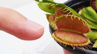 The Dionaea bit my finger (Growing Venus Flytrap)