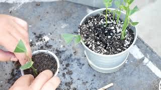 Lemon Tree Cuttings: Have they rooted? [Sporktime Garden]