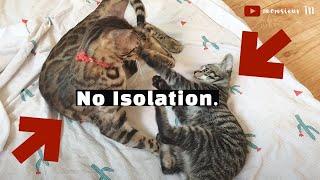 Introduce Cats & Kittens WITHOUT Separation/Isolation (Fastest Method!)