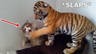 Funny Cats Scared Of Tiger Toy - Hilarious Reactions!| Pets Island