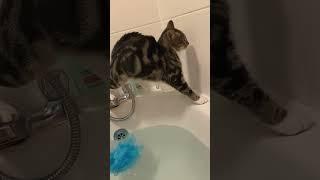 Funny Animals 2024  Best Funny dog & cat Moments #shorts