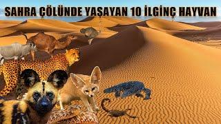 SAHRA ÇÖLÜNDE YAŞAYAN 10 İLGİNÇ HAYVAN