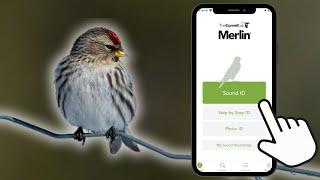 Merlin Bird ID App TUTORIAL (2024) | EASILY Identify Birds with One Tap