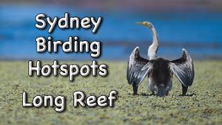 Sydney Birding Hotspots - #3 Long Reef Aquatic Reserve