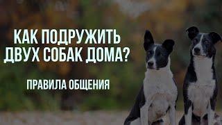 Вторая собака в доме. Как избежать конфликтов и ревности? Правила общения двух и более собак