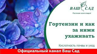 Секреты и условия выращивания гортензий в домашних условиях. Ваш сад