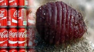 Как делают Кока-Колу. Мегазаводы.  (National Geographic) How to make Coca Cola