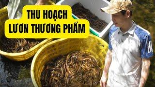 Thu Hoạch Lươn Thương Phẩm Nuôi Bằng Bể Xi Măng Cực Hiệu Qủa - Trại Giống Đông Sơn