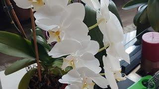Может кто знает,почему этот сорт Орхидеи не цветёт?