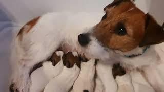 Hodowla Jack Russell Terrier Jurassic Jack FCI : Miot W ur.06.12.2024